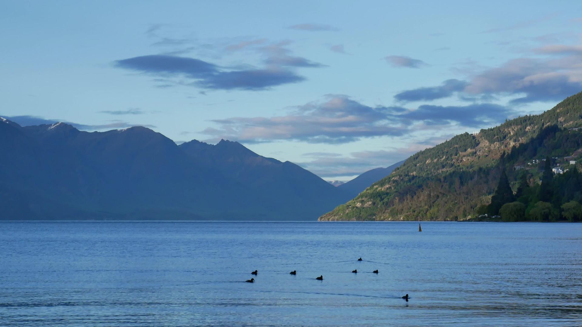 一群鸭子游过瓦卡提普湖视频的预览图