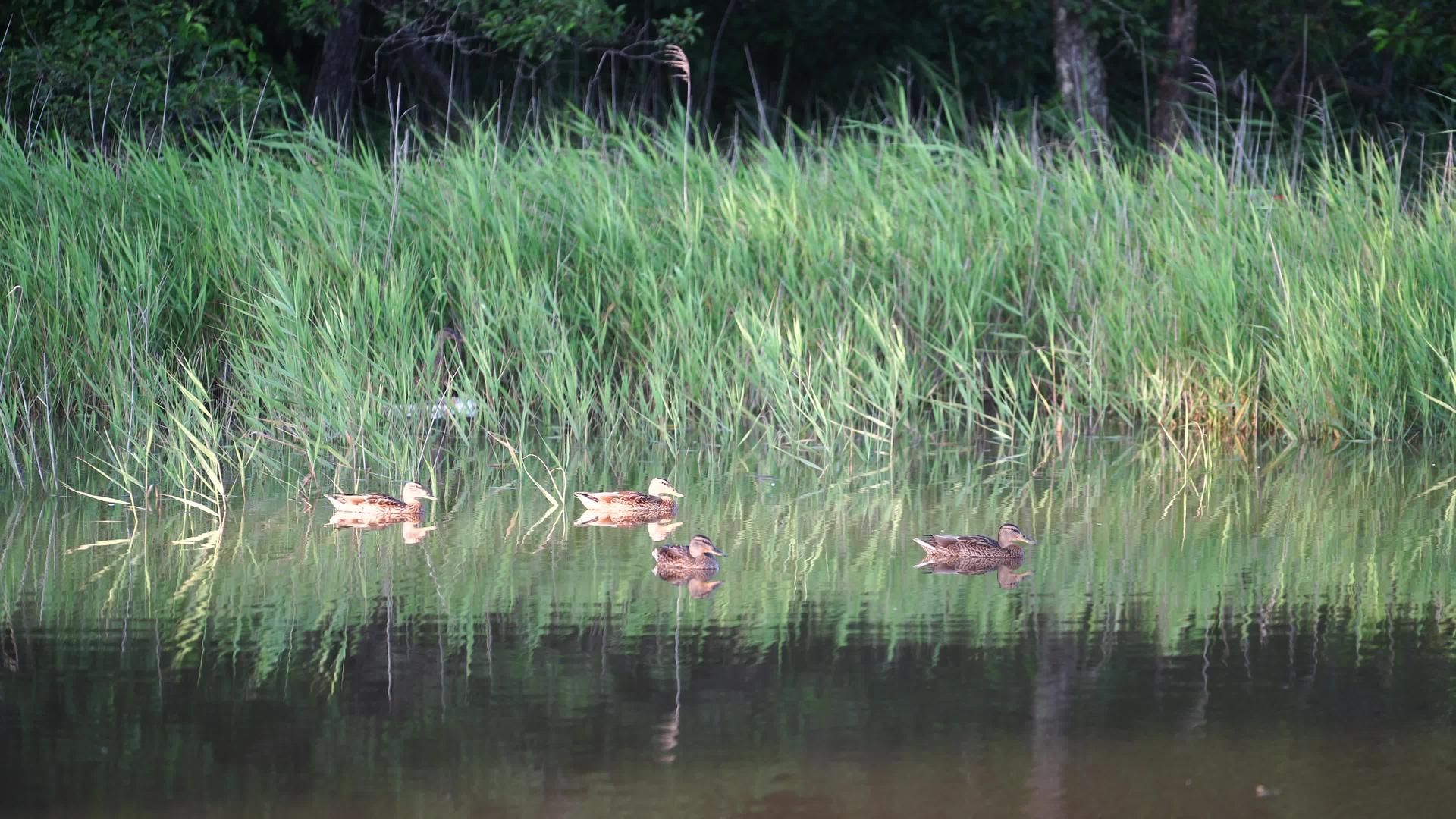 池塘表面有野鸭的自然景观视频的预览图