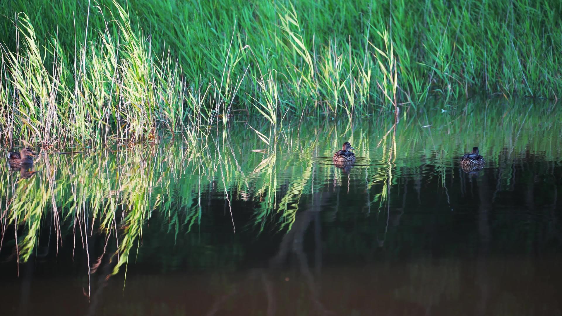 水上有野鸭的自然景观视频的预览图