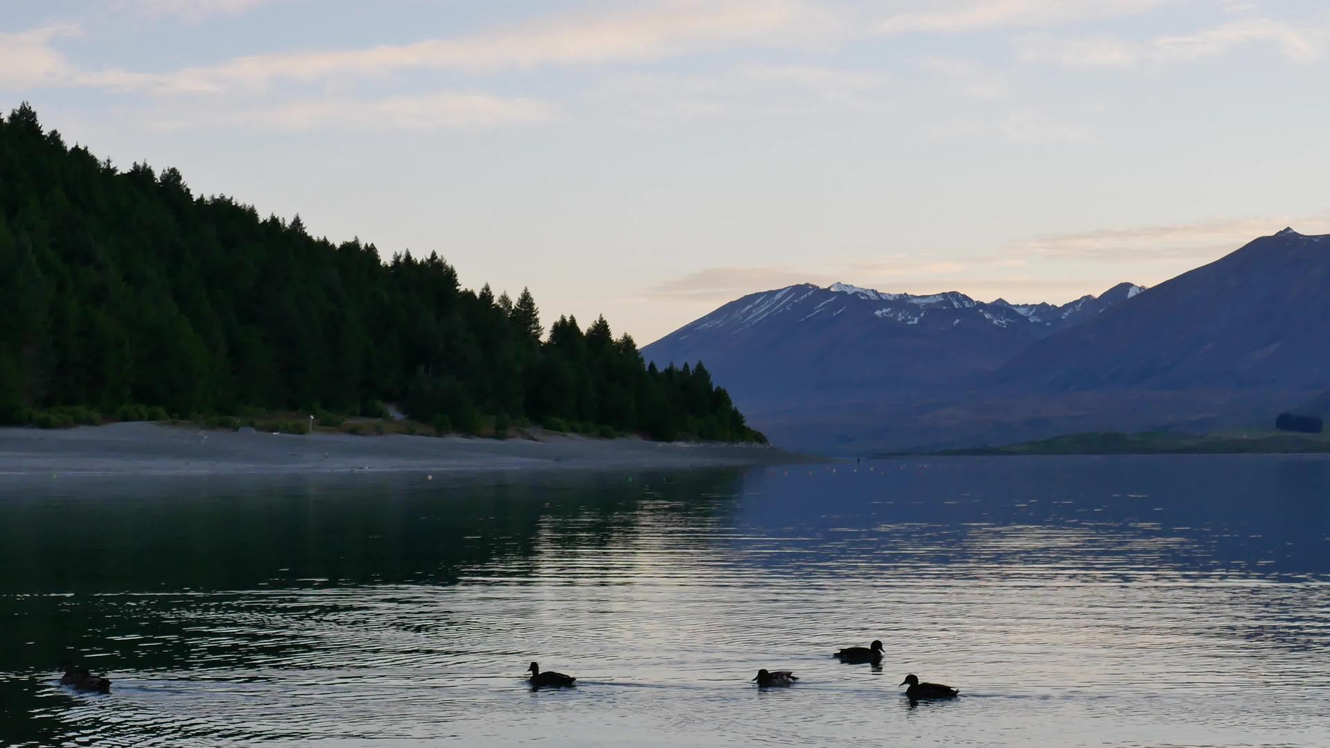 一群鸭子和松树一起游泳Tekapo湖中视频的预览图