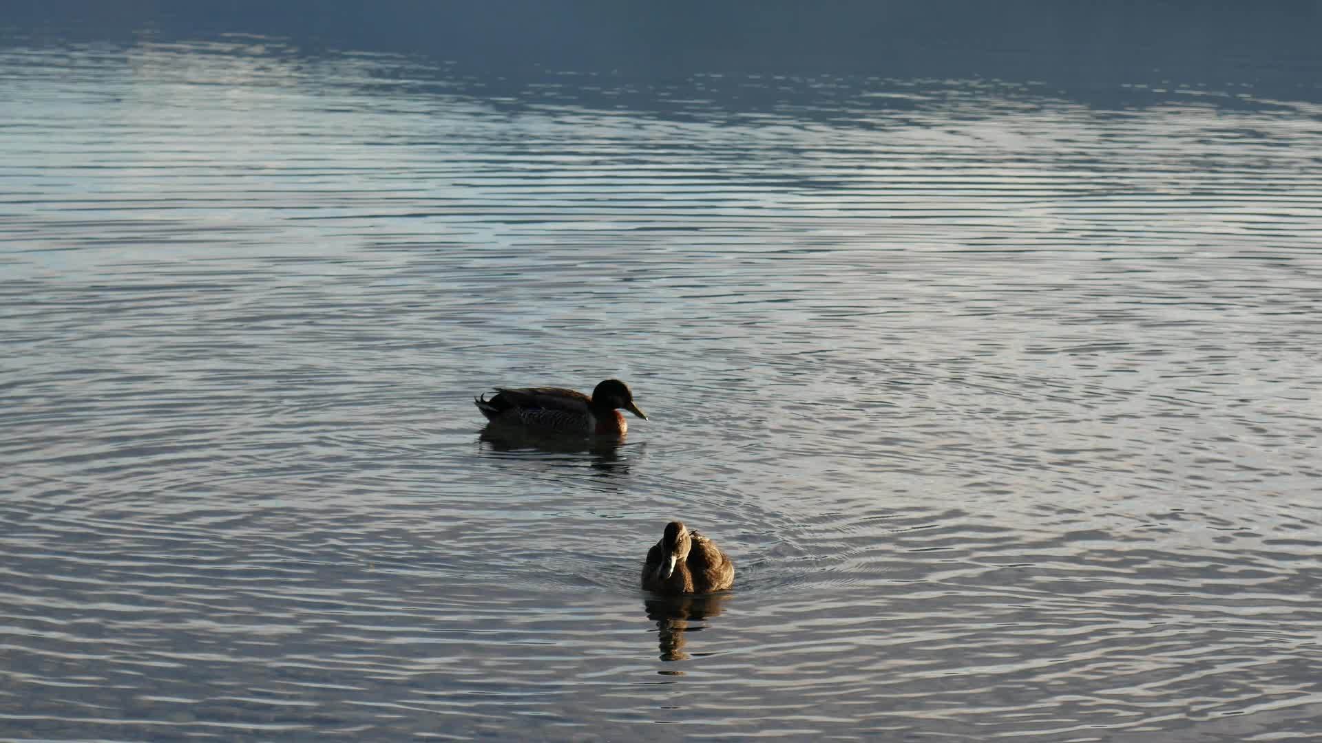 两只野鸭游泳视频的预览图