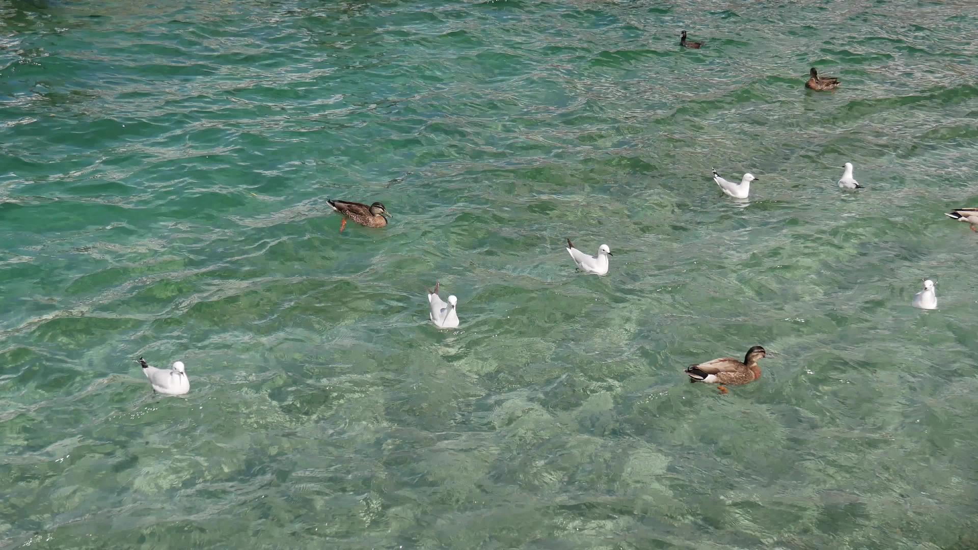 海鸥和野鸭的羊群游来游去视频的预览图