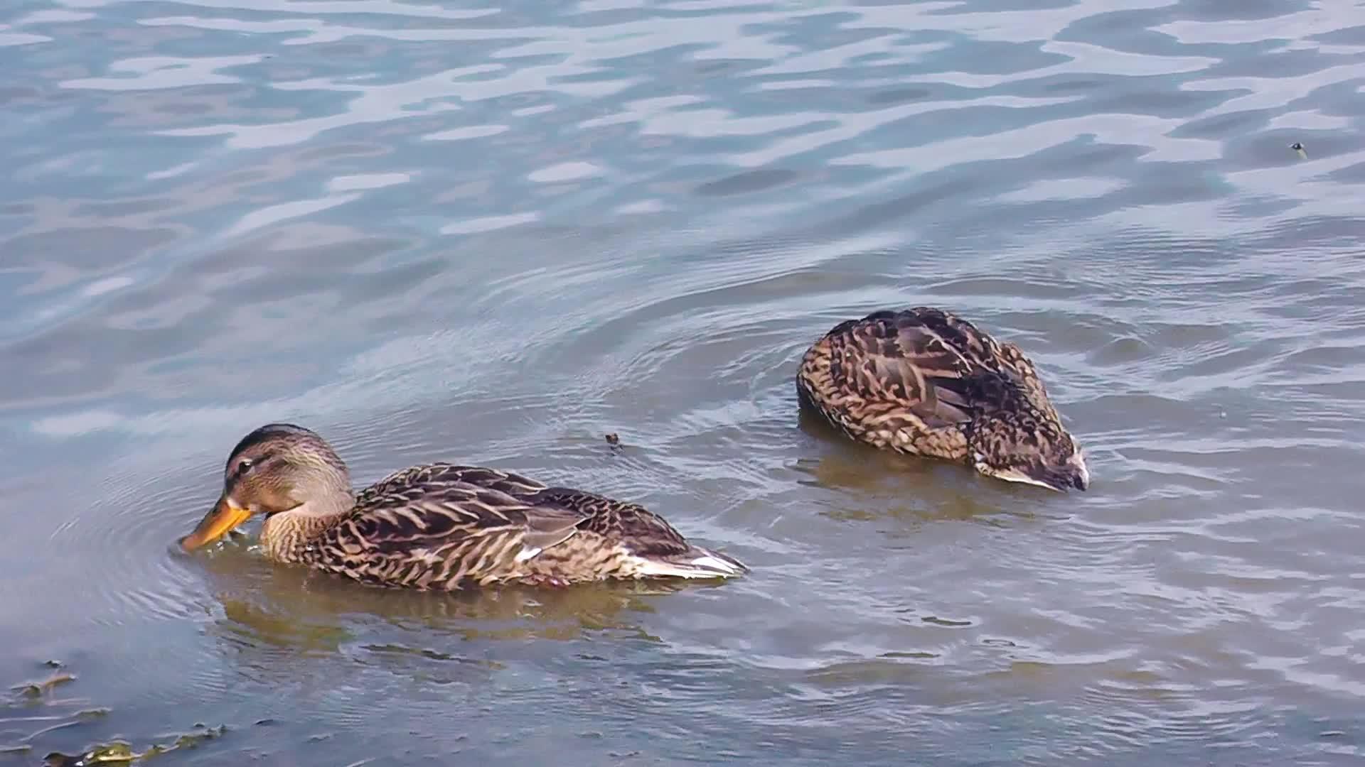 在两只鸭子湖中游泳视频的预览图