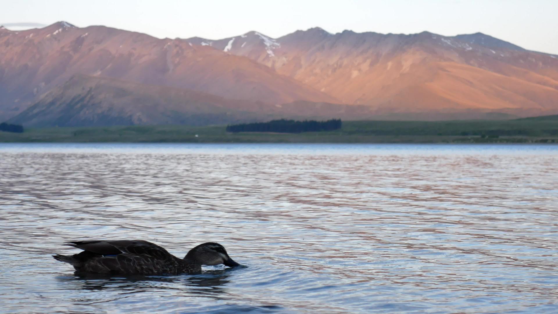 在南岛Tekapo日落时带头在水中的野鸭视频的预览图