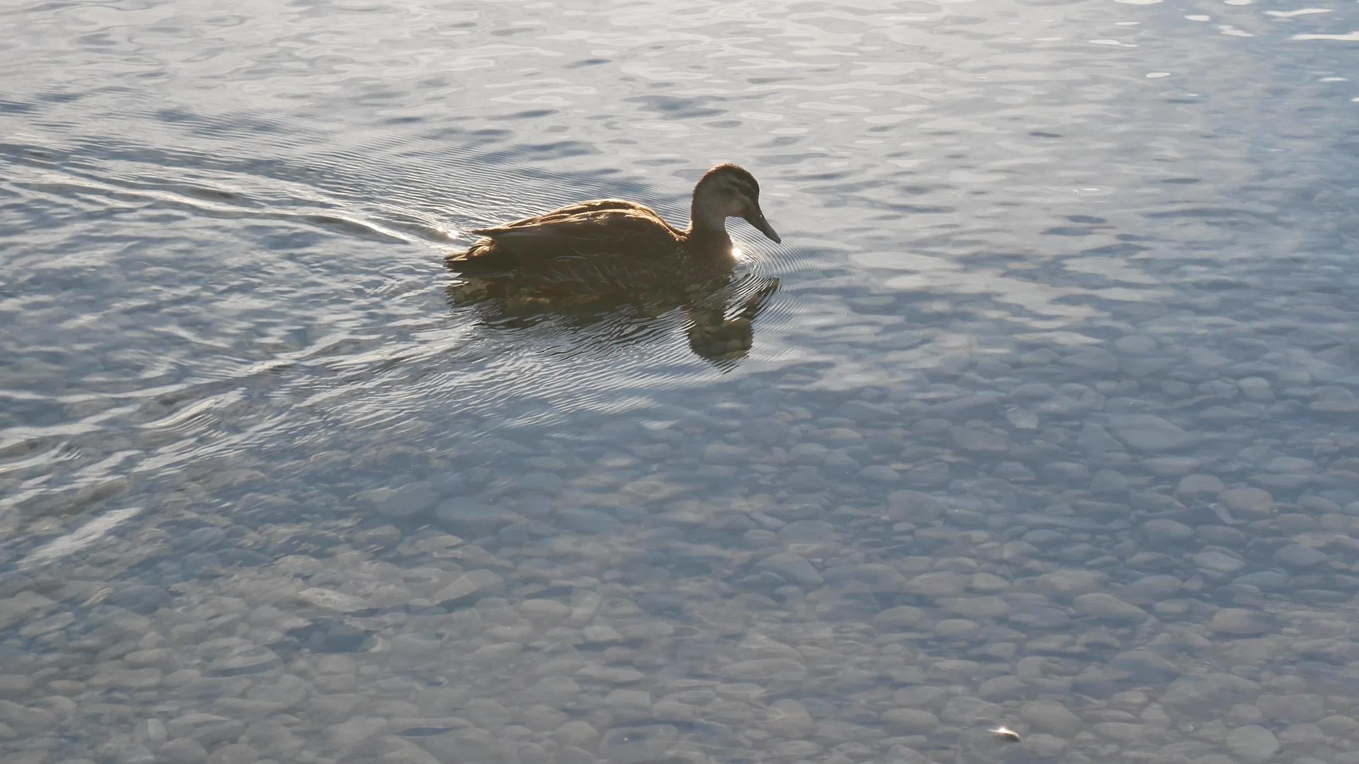 野鸭鸭绕着石头游泳视频的预览图