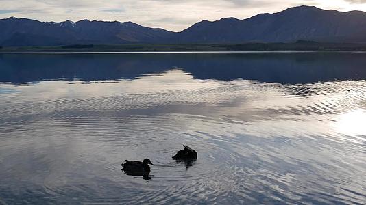 南岛特卡波湖游两只野鸭视频的预览图