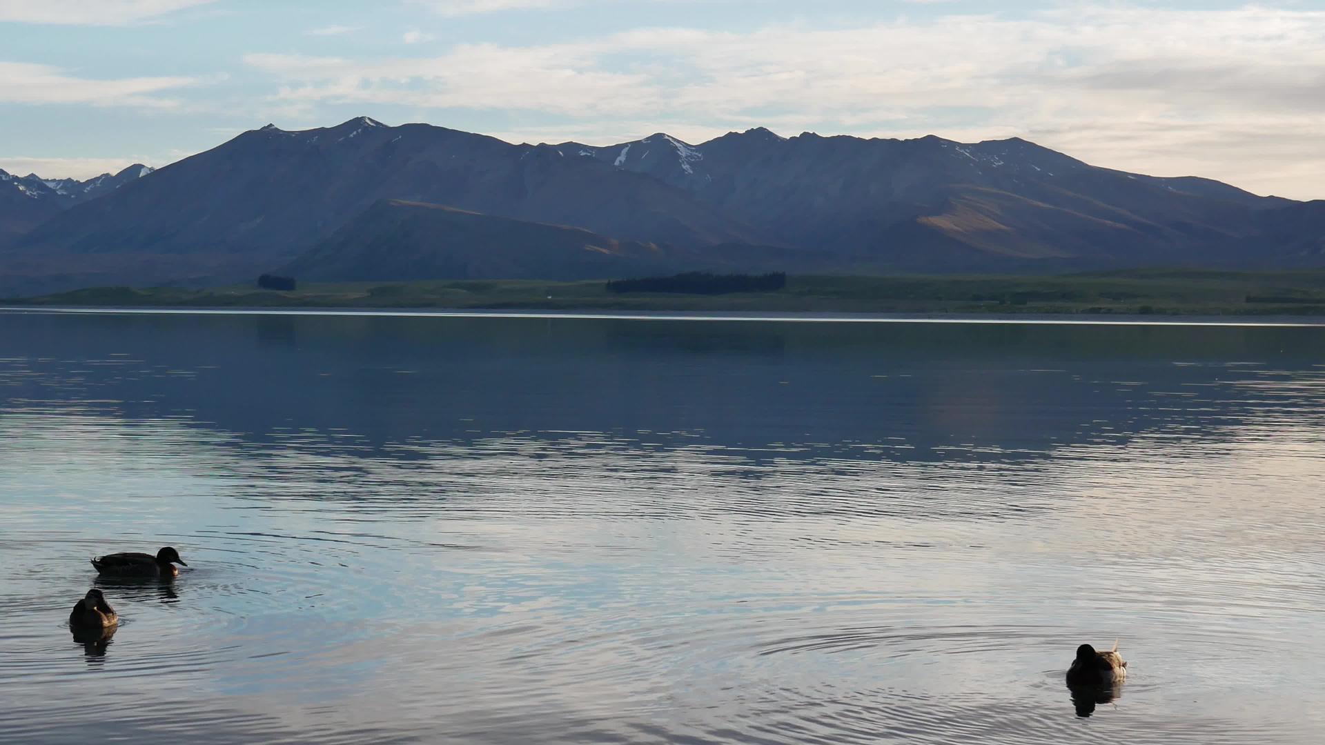 三只野鸭在特卡波湖保持平静视频的预览图
