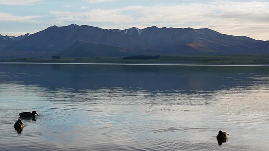 三只野鸭在特卡波湖保持平静视频的预览图