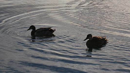 在湖中游泳的野鸭视频的预览图