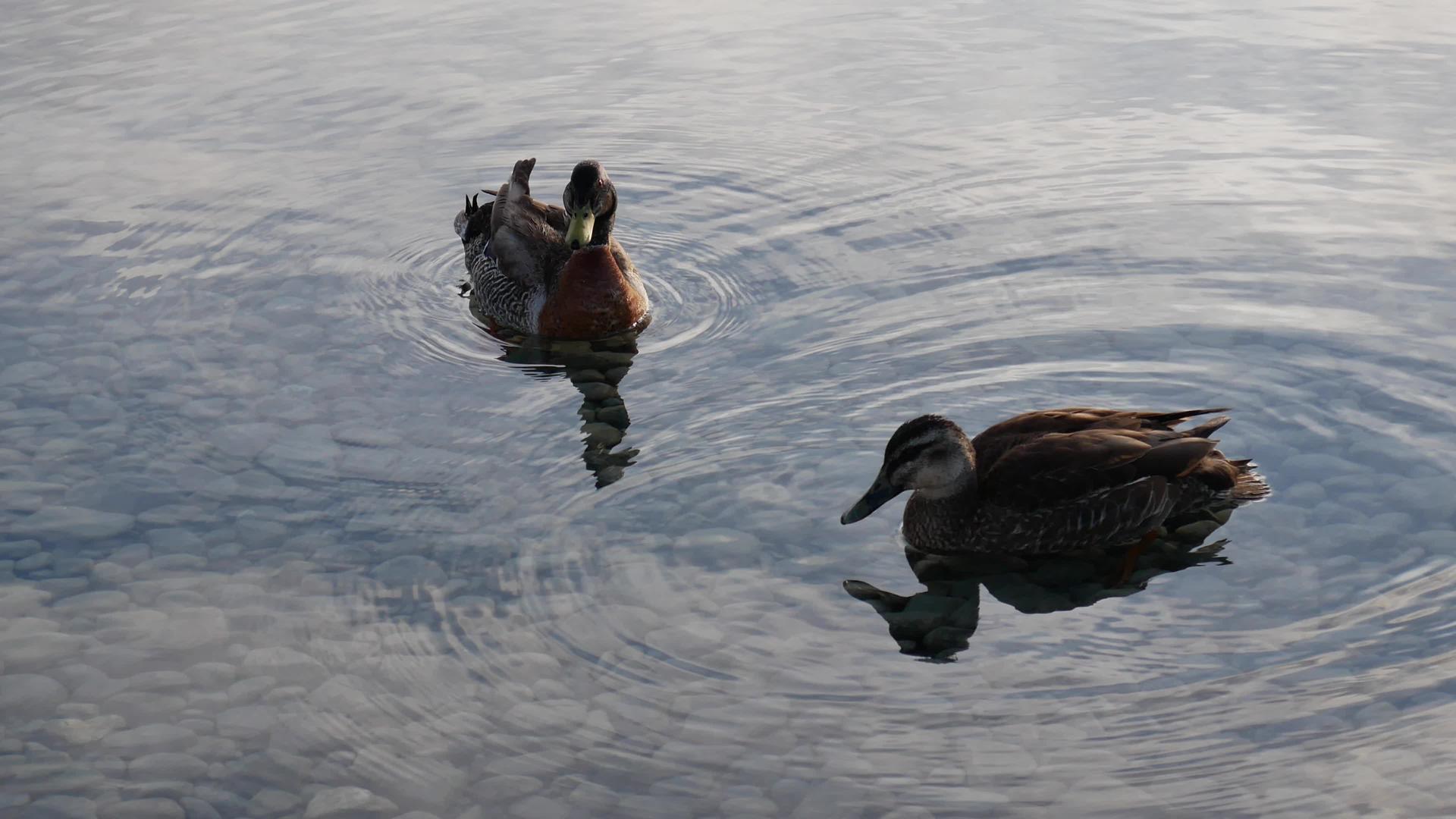 两只野鸭用石头在湖边游泳视频的预览图