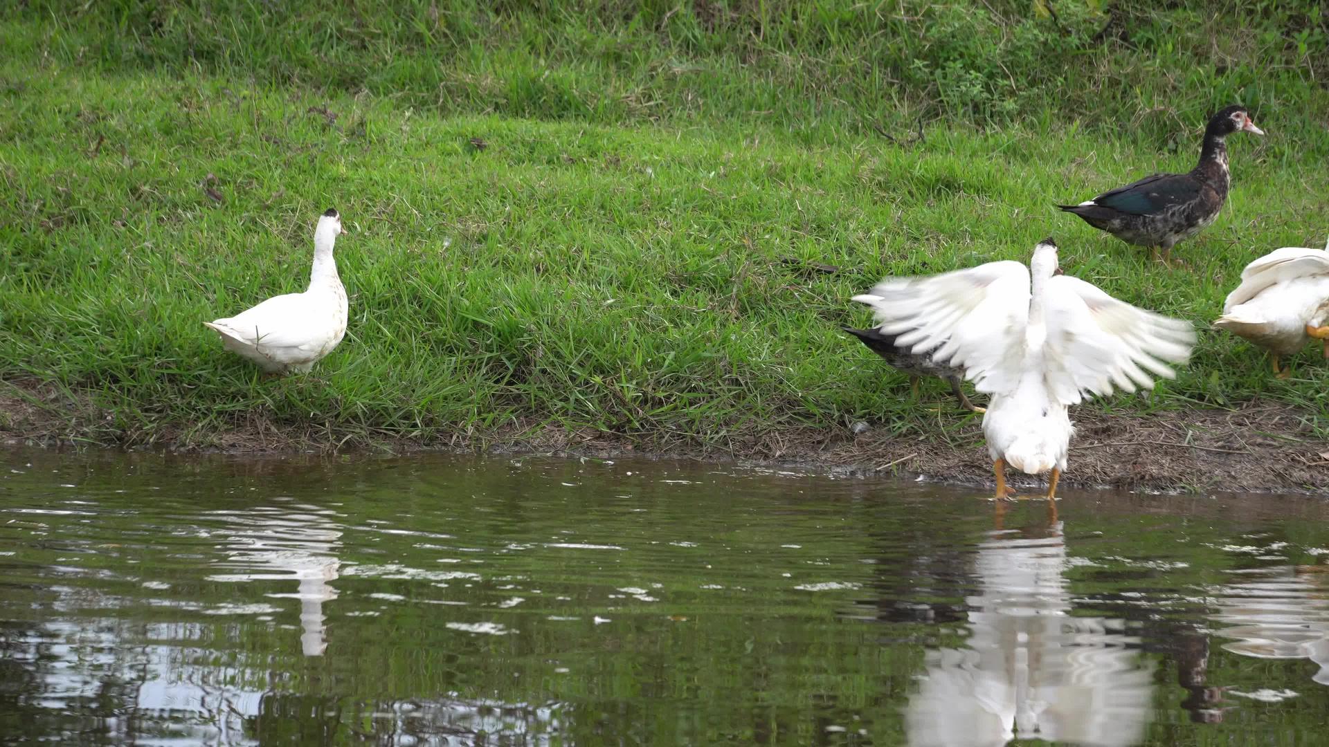 鸭子在河边的翅膀上展开视频的预览图