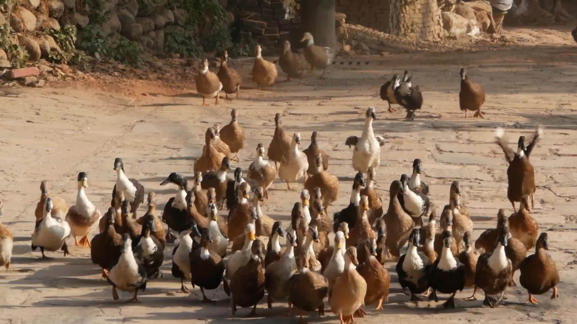 一大群鸭子在阳光下穿过石田在阳光下奔跑视频的预览图