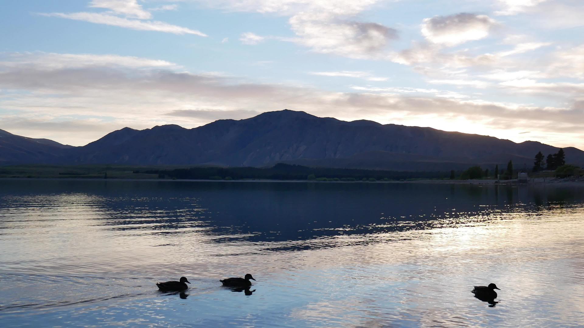 一群野鸭在特卡波湖游泳视频的预览图