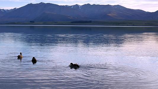 三只野鸭在Tekapo湖中游泳的阳光照耀视频的预览图