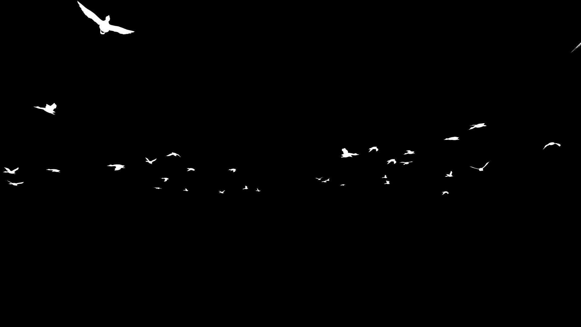 野鸭环形影子盘慢速飞行视频的预览图