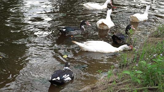 一组游泳黑鸭和白鸭视频的预览图
