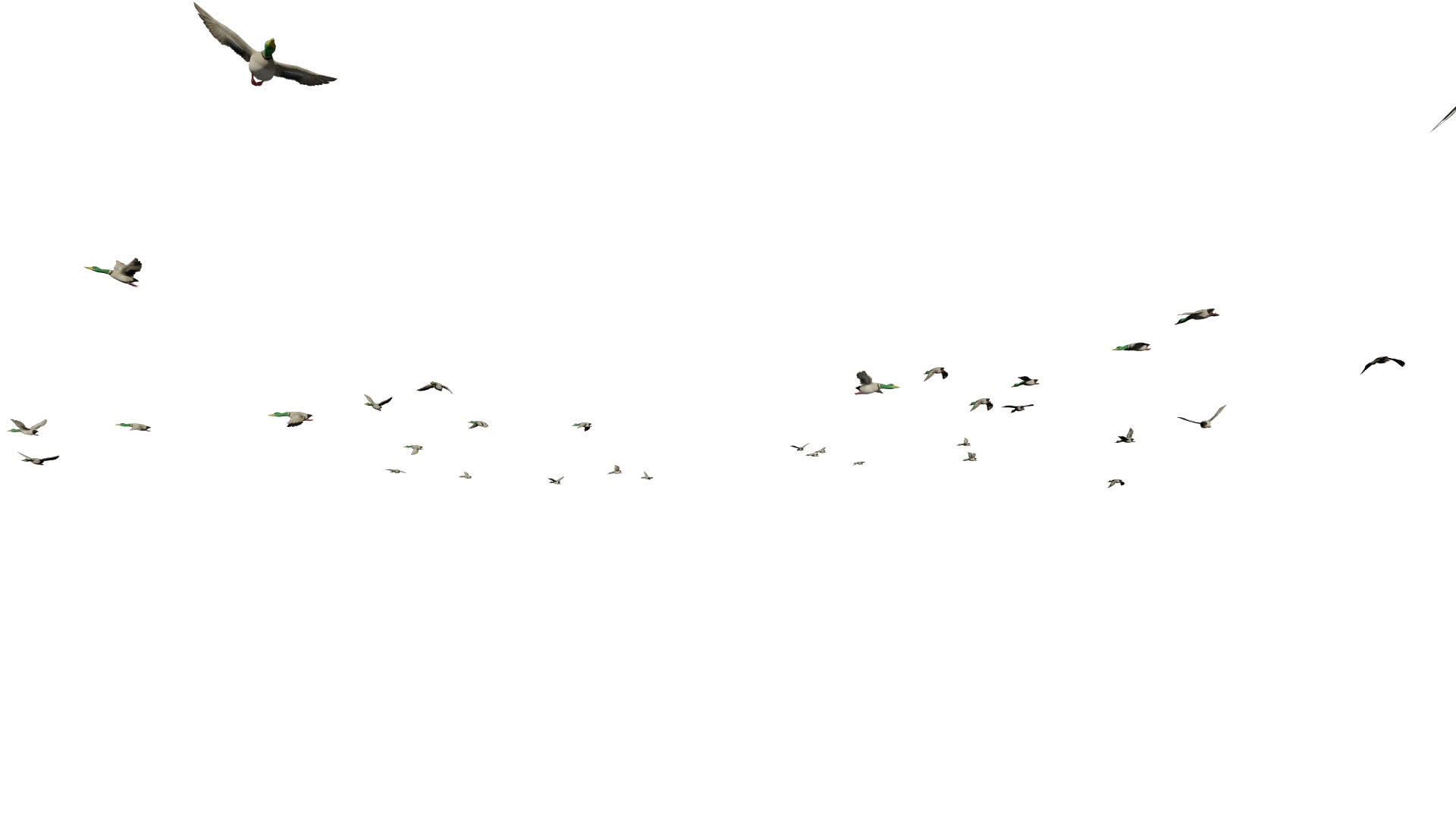 慢慢飞来的野鸭对话视频的预览图