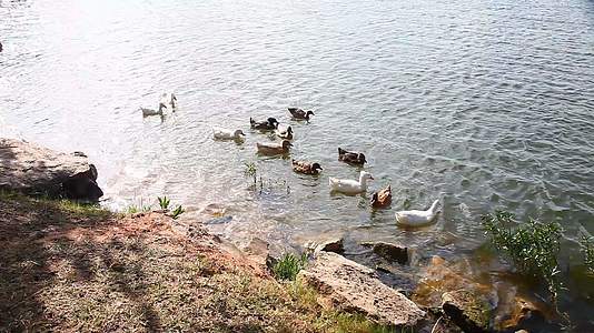 鸭子在湖中游泳视频的预览图
