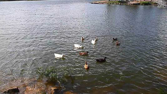 湖中有几只鸭子游泳视频的预览图