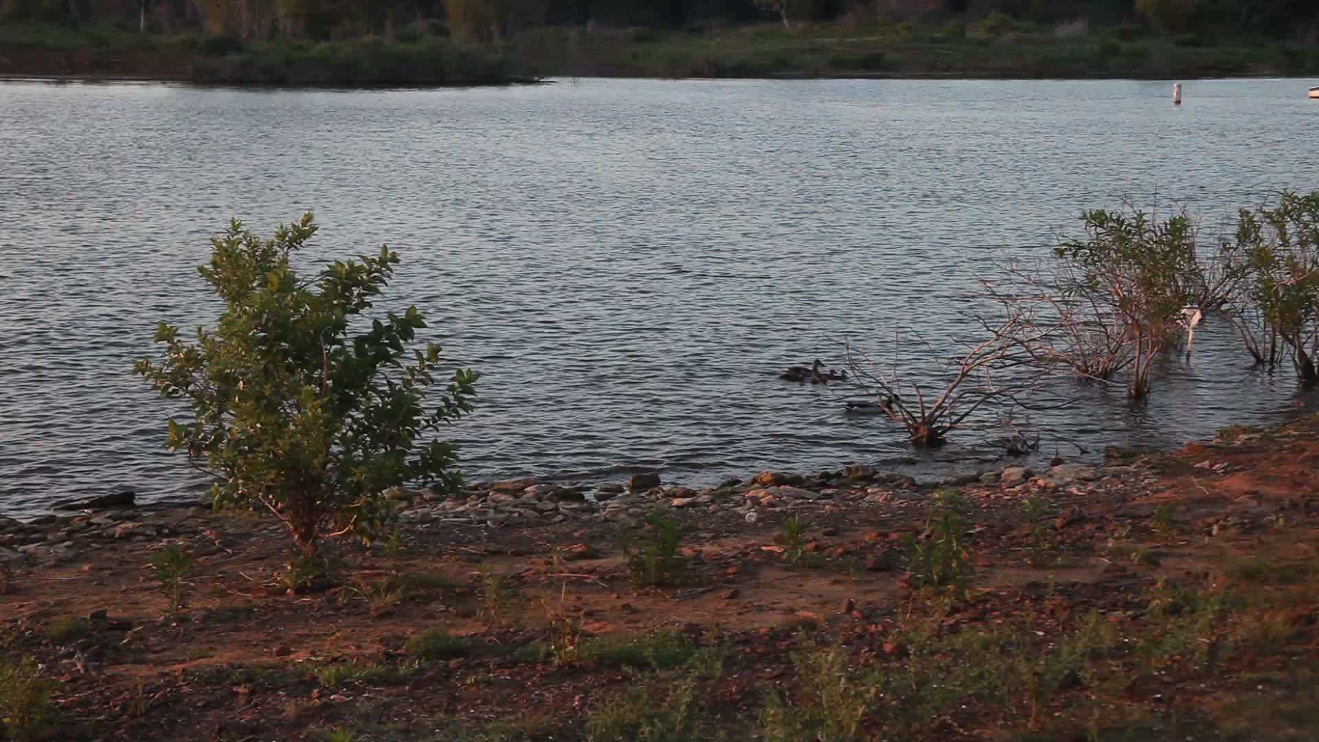 鸭子在岸边游泳视频的预览图