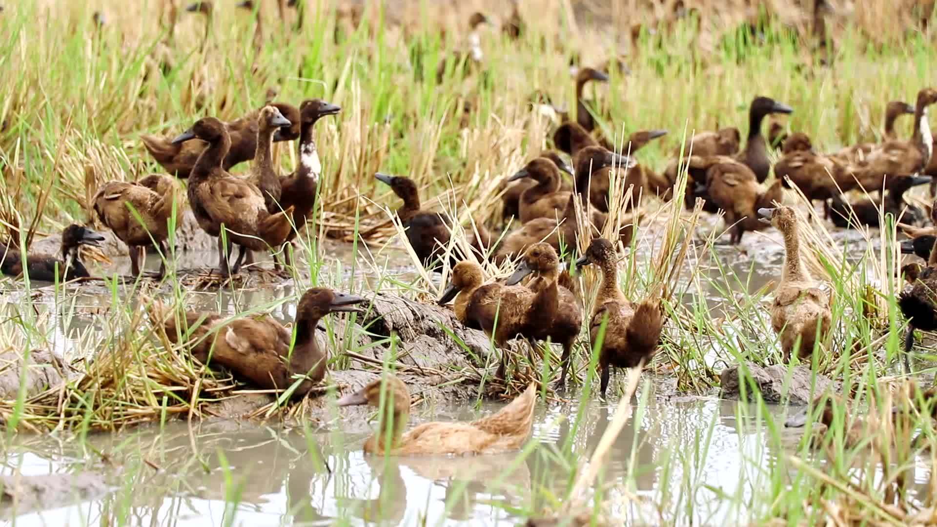一群棕色的鸭子棕色的鸭子视频的预览图