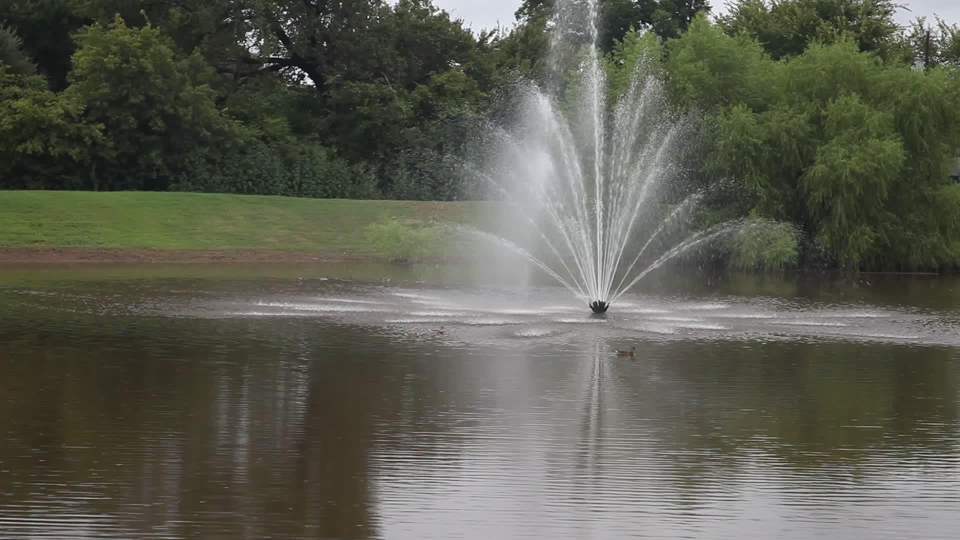 鸭子在水泉前面的池塘上视频的预览图