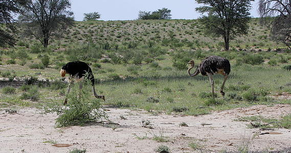 在卡拉哈里非洲南部狩猎野生动物视频的预览图