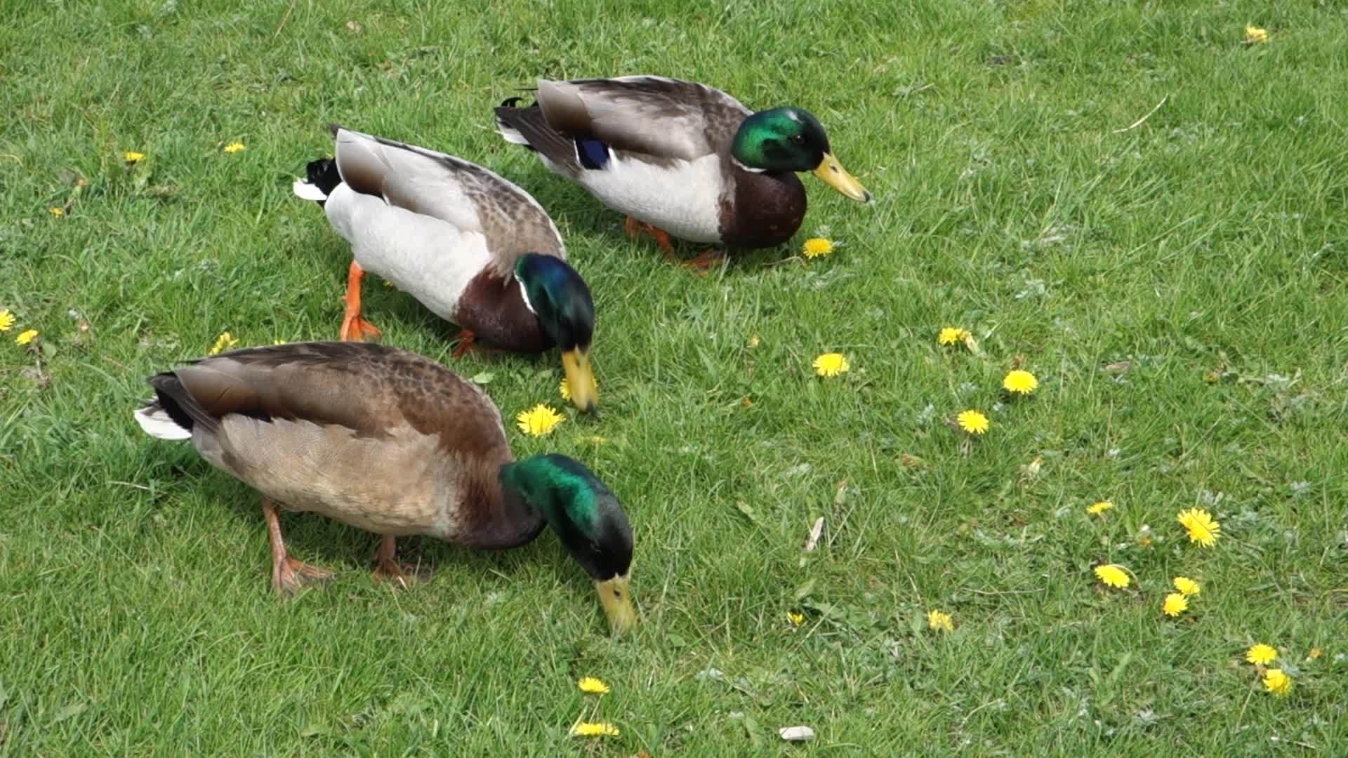 一起吃绿草的三只鸭子视频的预览图