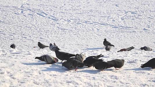 在雪地里吃鸽子的特写视频的预览图