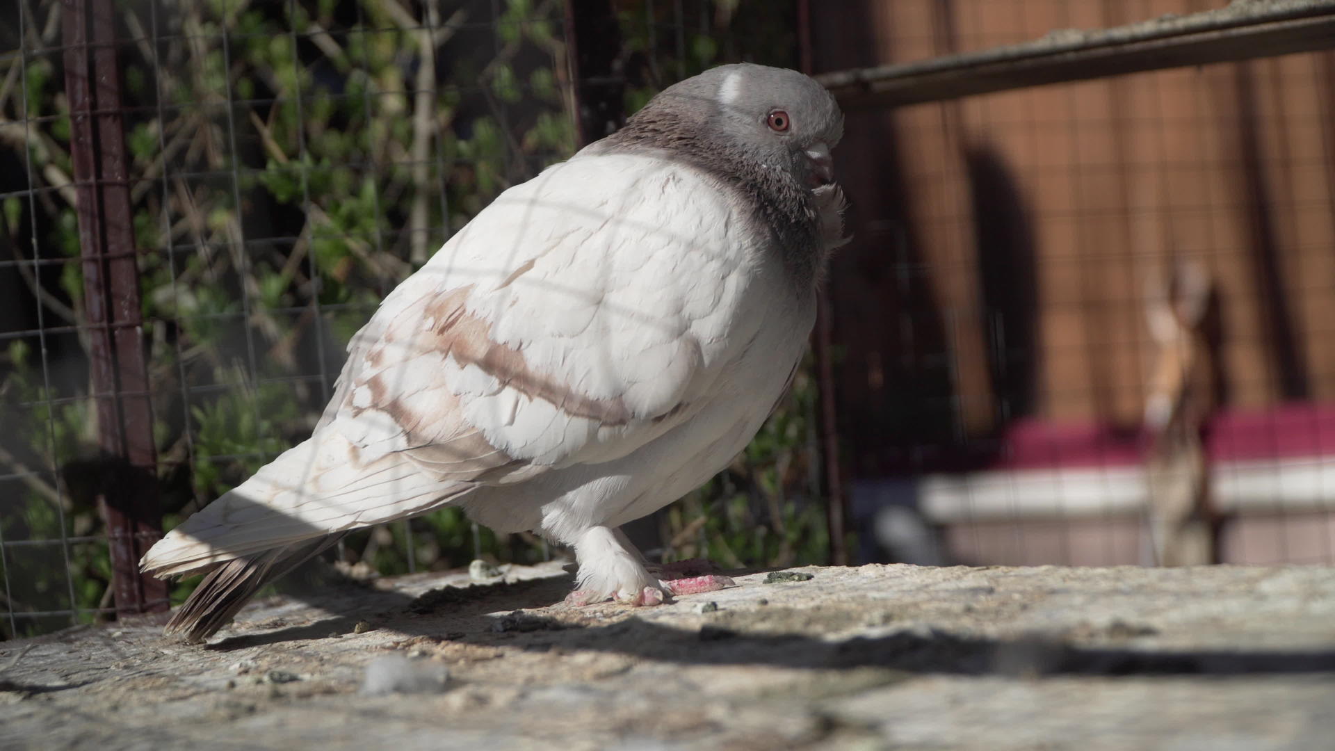 白冠鸽放在花园笼子里视频的预览图