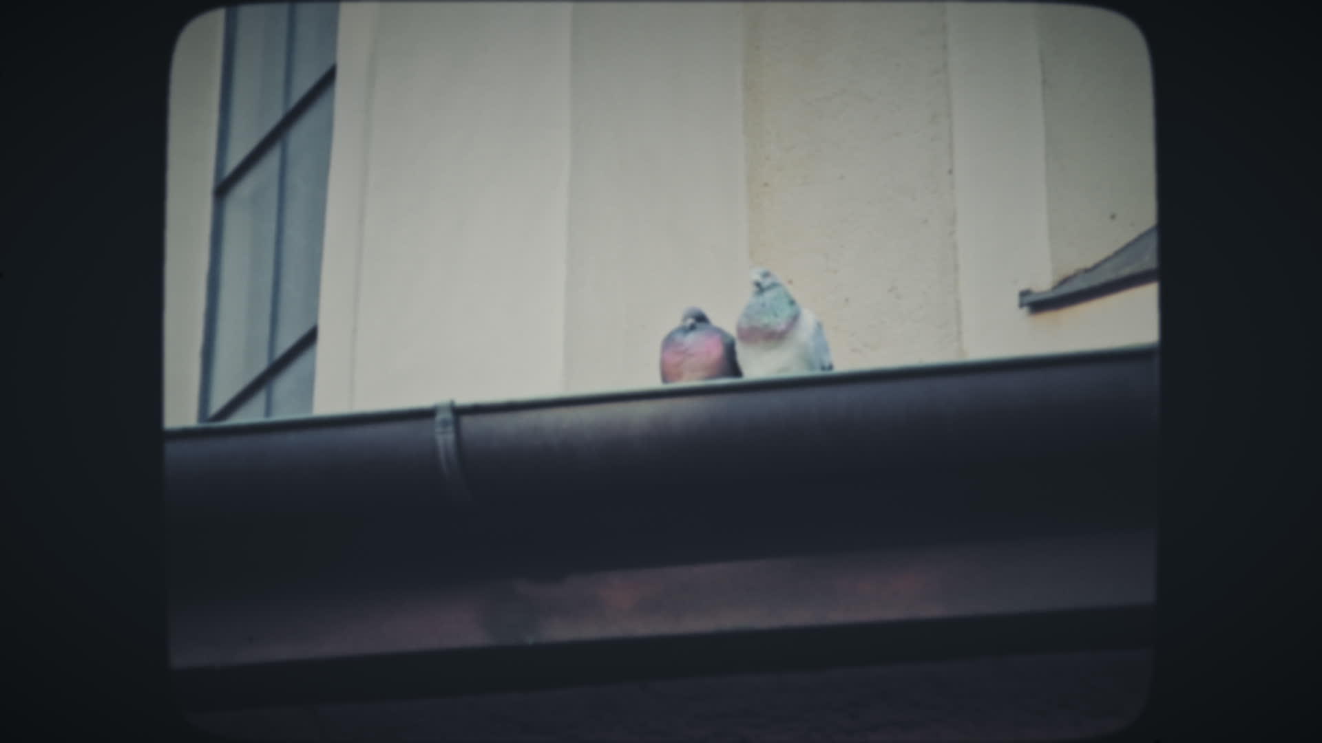两只灰鸽子在屋顶上亲吻视频的预览图