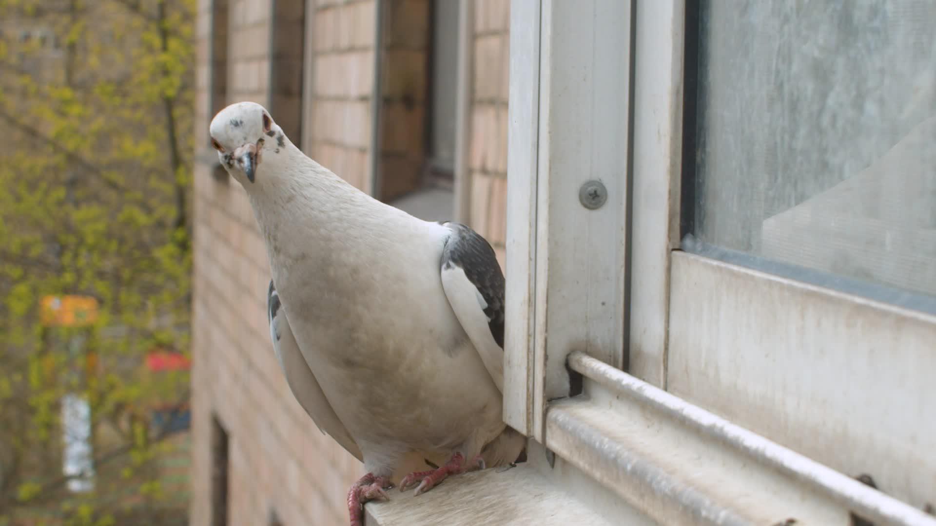 白鸽坐在窗台上视频的预览图