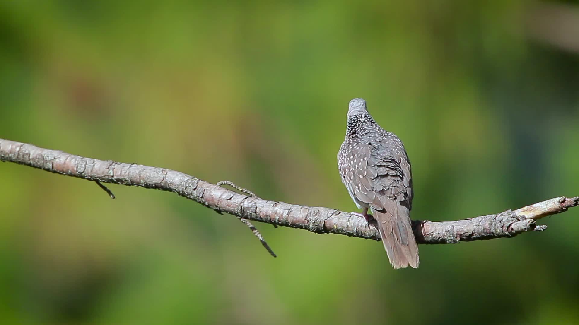 鸽子在邦达拉国家公园被发现srilanka视频的预览图