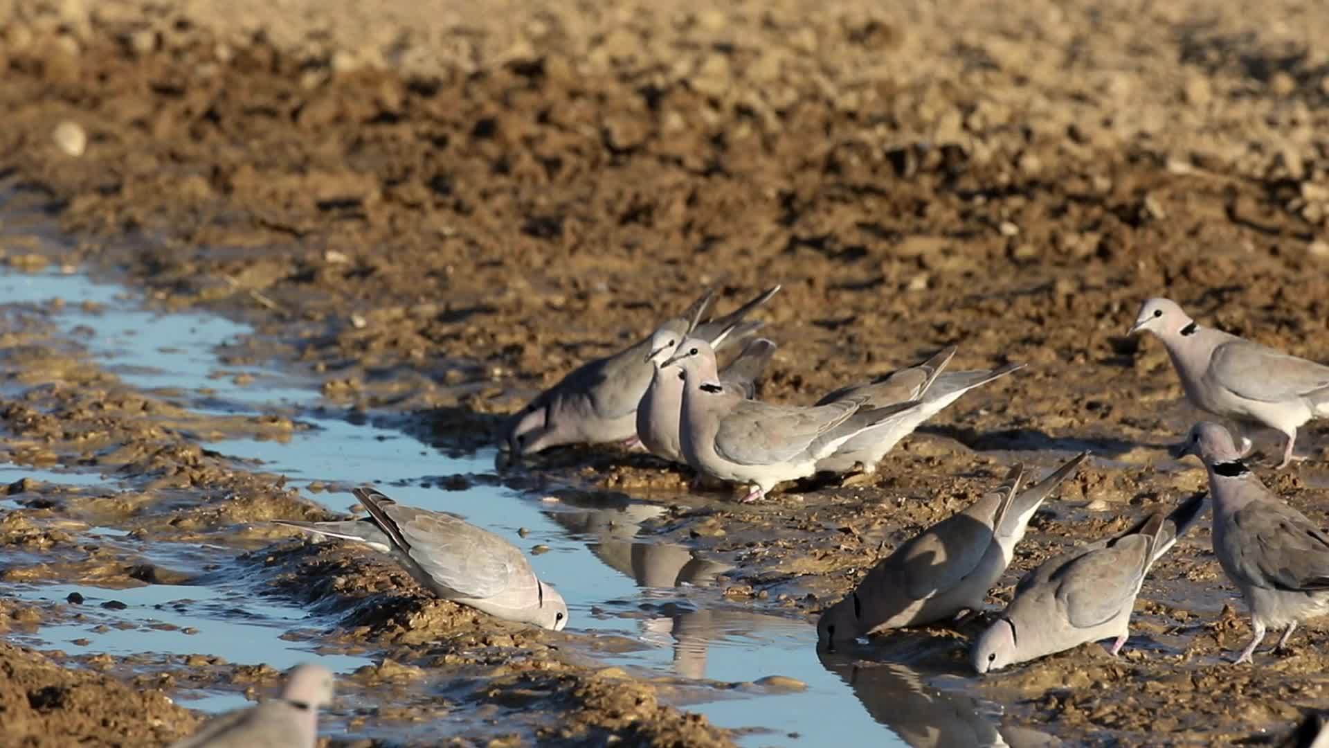 海角斑鸠饮水视频的预览图