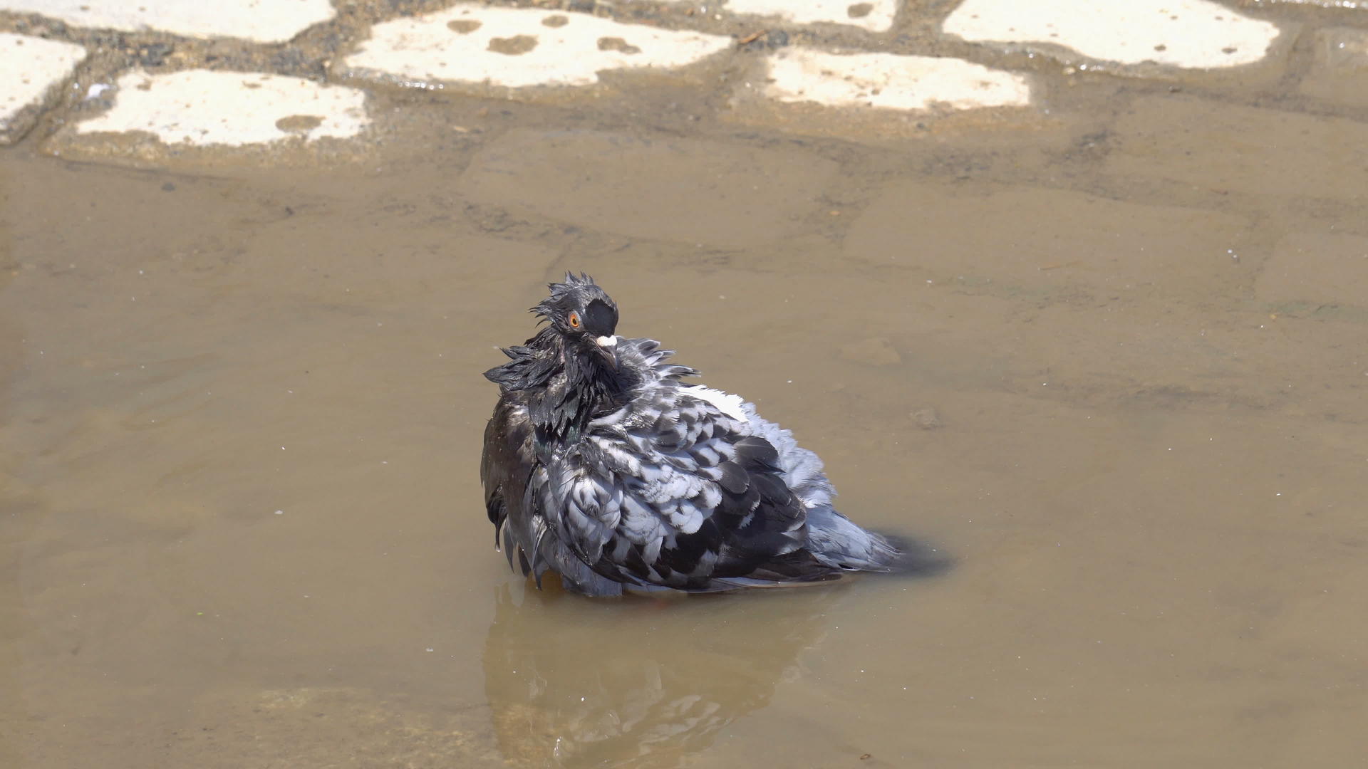 养鸽鸟在水中游泳视频的预览图