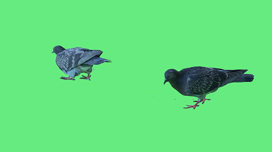 绿屏背景上孤立的鸽子视频的预览图