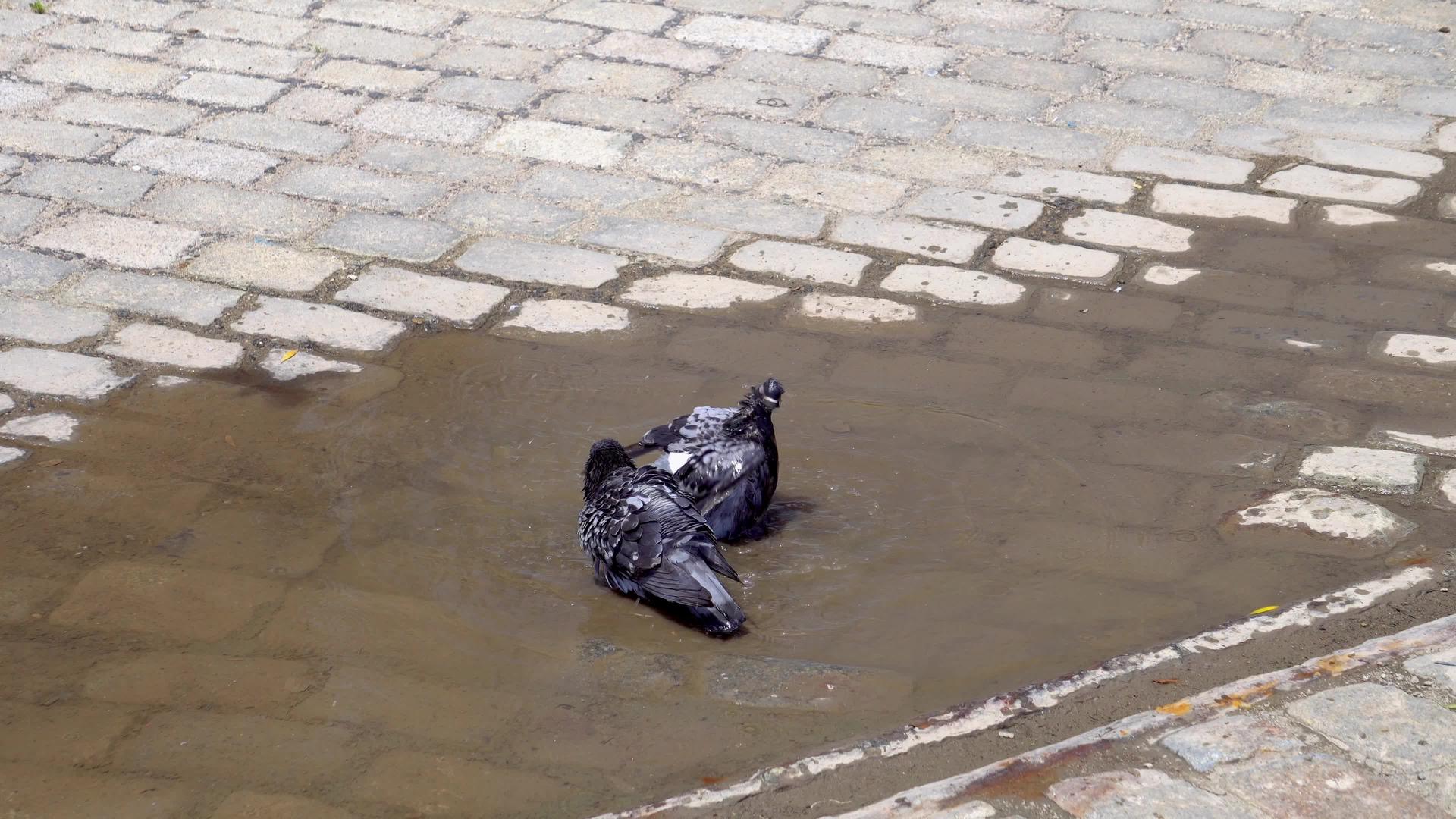 鸟儿在雨中的泥板上洗澡爱友谊关心掌声鸟儿在水中视频的预览图