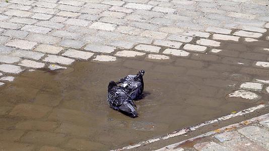 鸟儿在雨中的泥板上洗澡爱友谊关心掌声鸟儿在水中视频的预览图