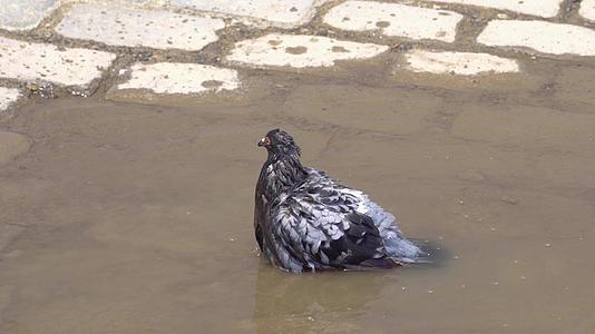 鸽子在水坑里洗澡在水里洗漂亮的羽毛视频的预览图