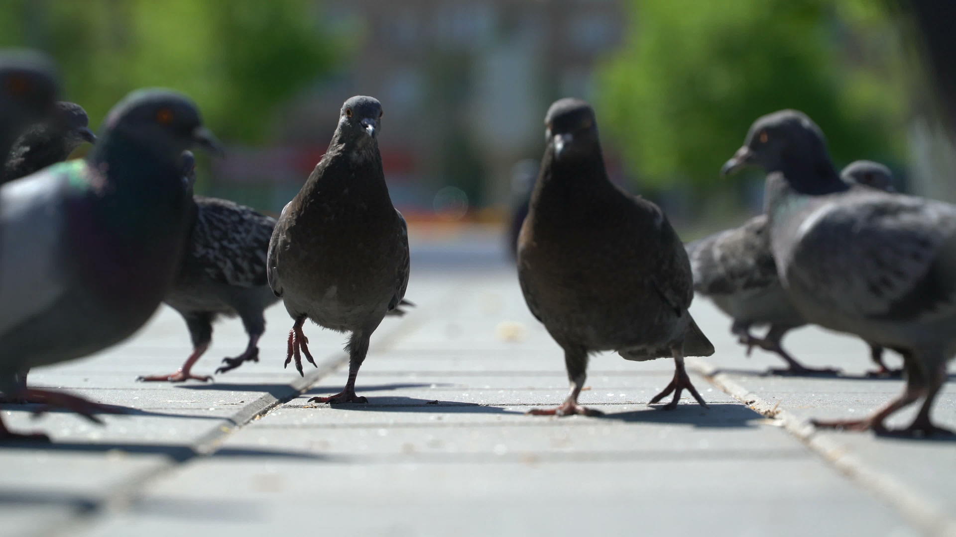 街上的鸽子吃公园里的面包屑视频的预览图