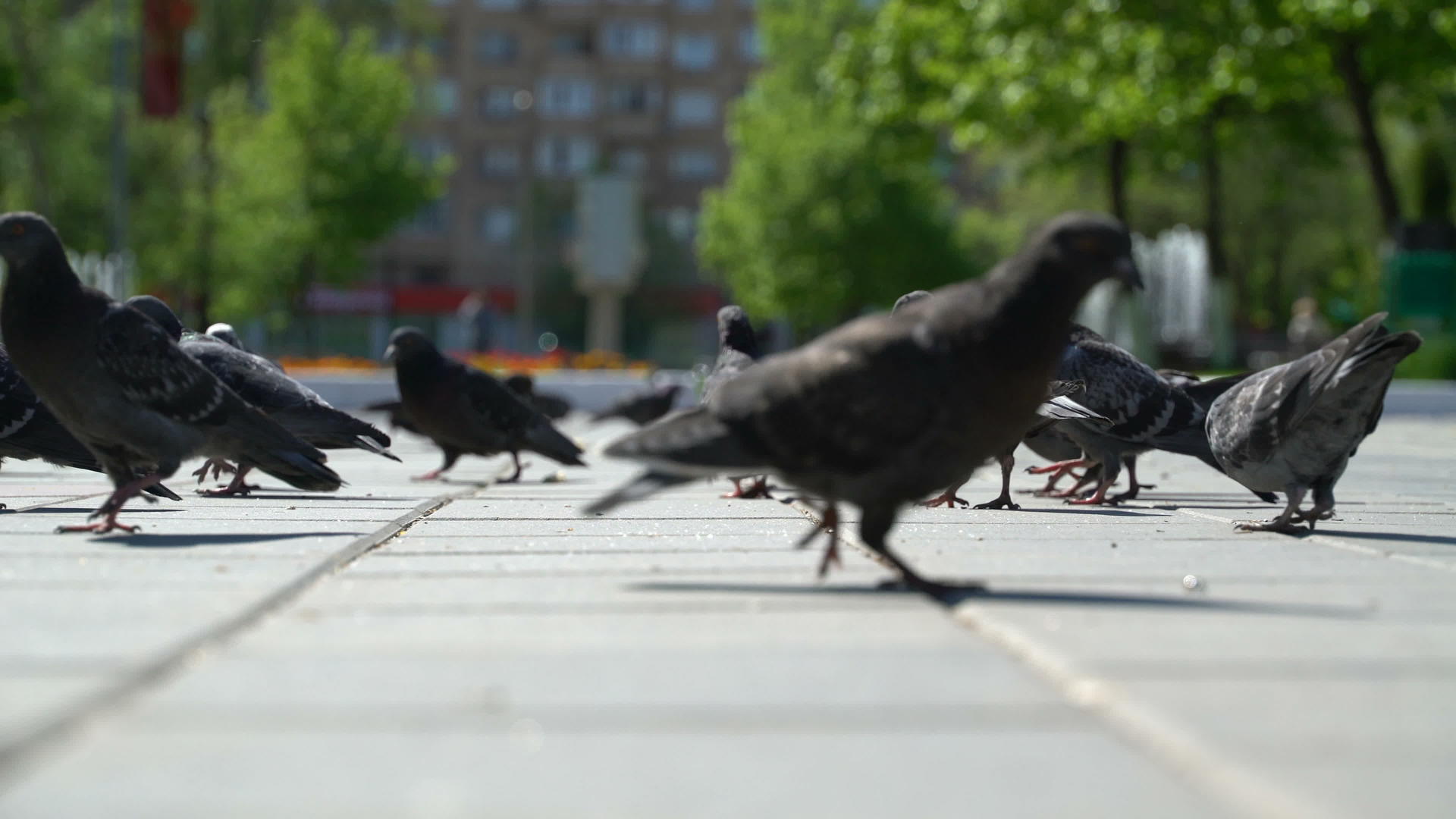 街上的鸽子吃公园里的面包屑视频的预览图