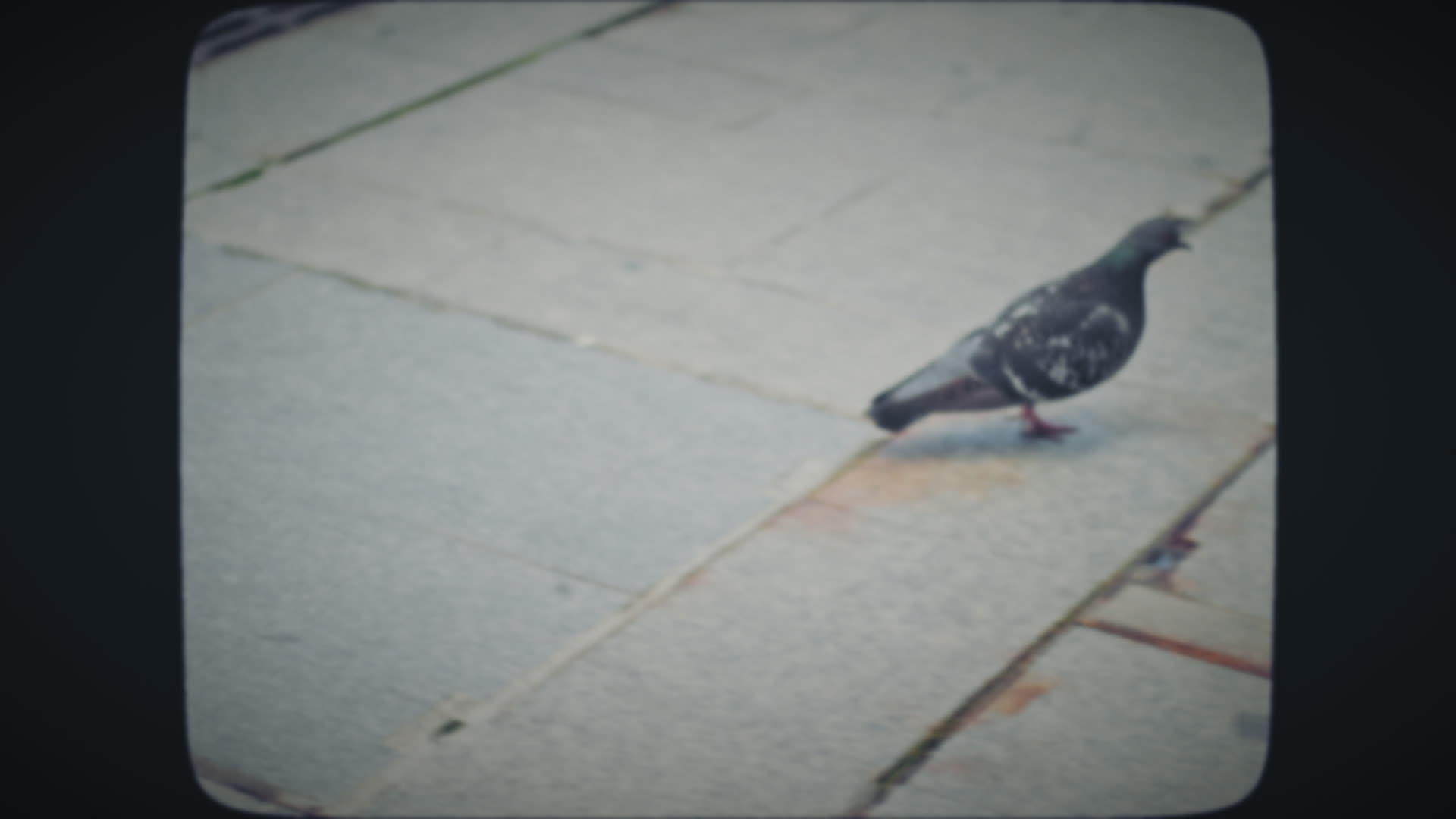 鸽子穿过人行道视频的预览图