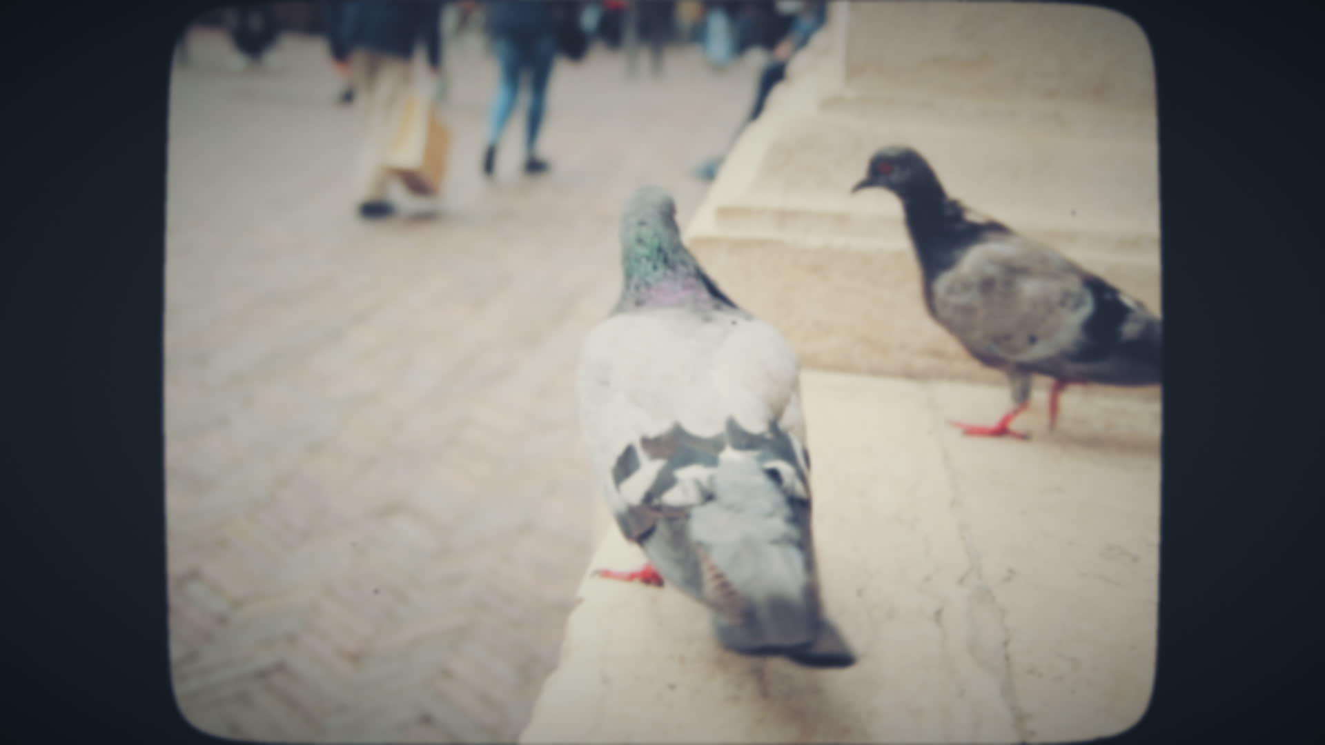在旧城吃食物的鸽子视频的预览图