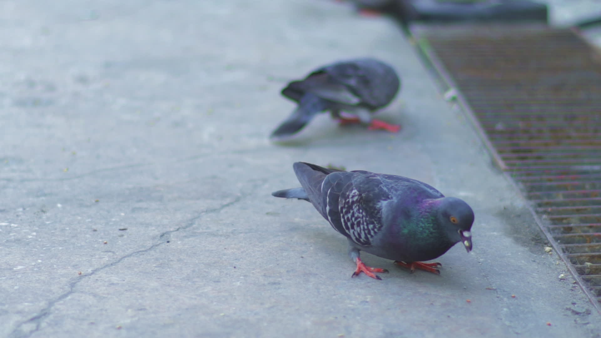 在城市街头吃鸽子视频的预览图