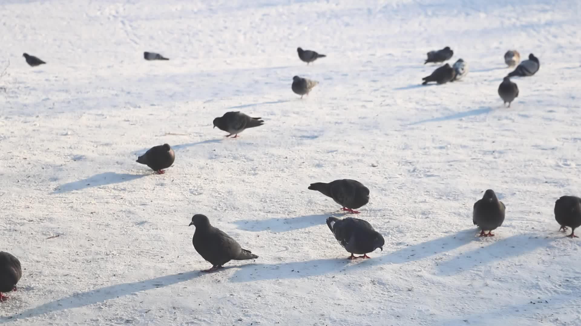 鸽子在雪地里走来走去视频的预览图