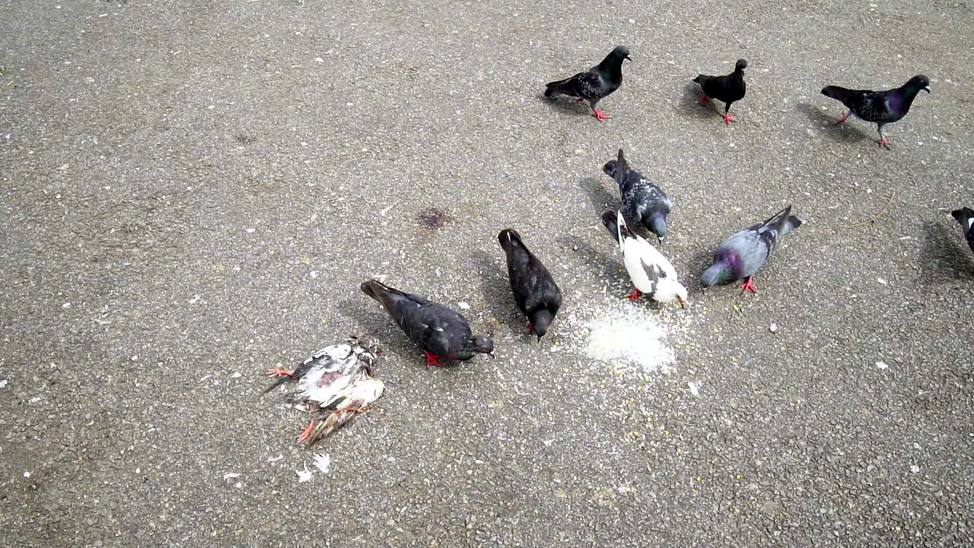 鸽子吃伴侣尸体旁边的麦片视频的预览图
