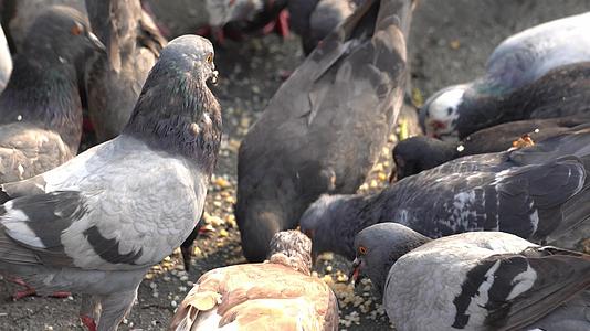 一群乌鸦在街上吃麦子视频的预览图