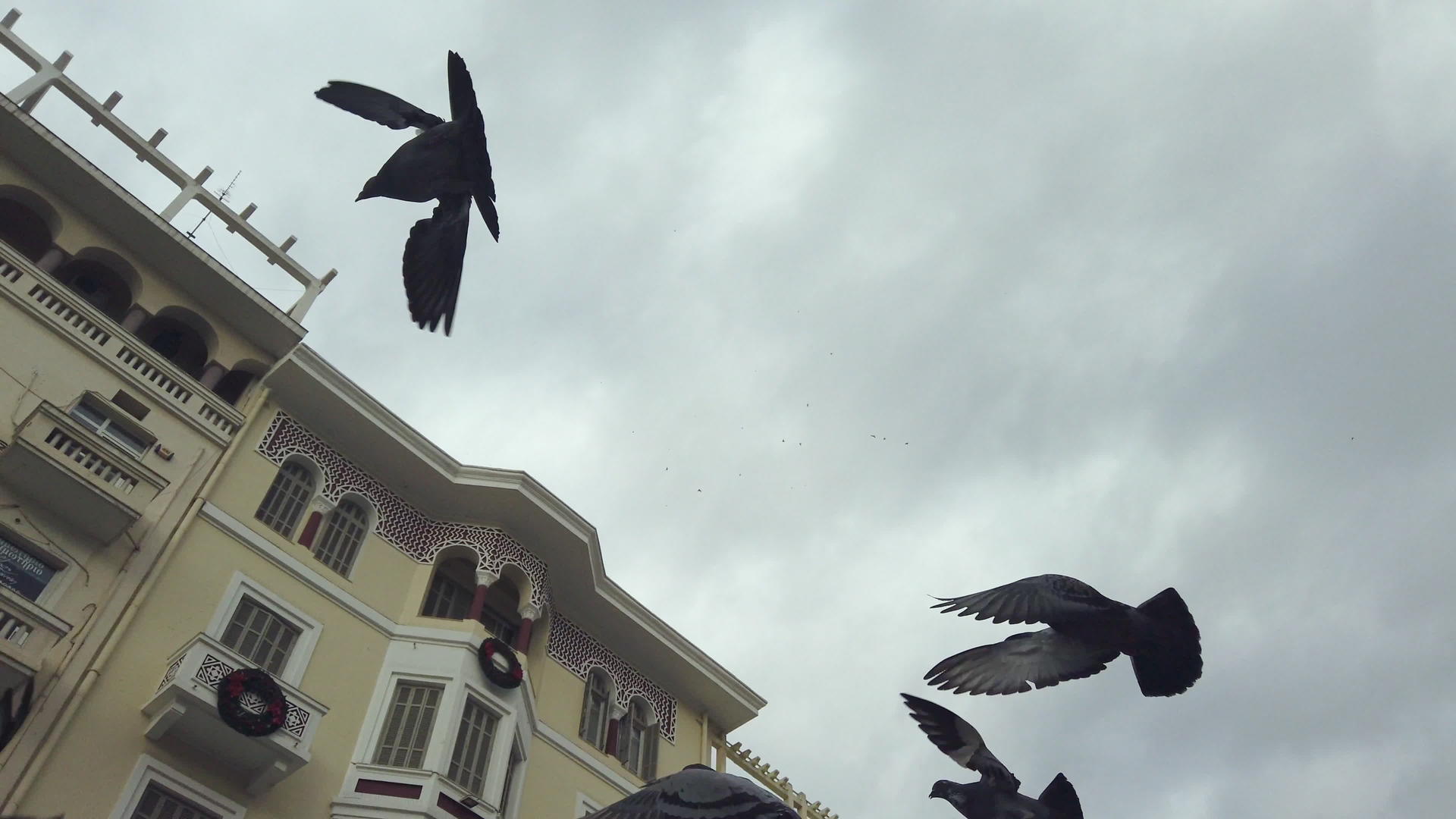 希腊塞萨洛尼基鸽群视频的预览图