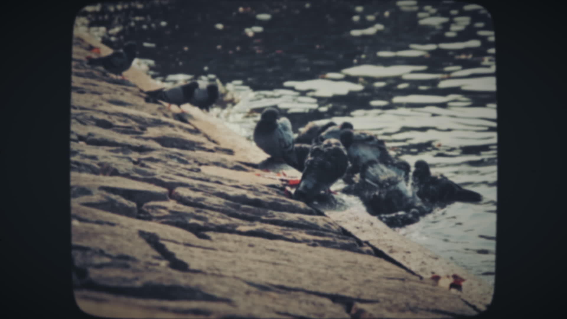 在湖中洗澡的鸽子视频的预览图