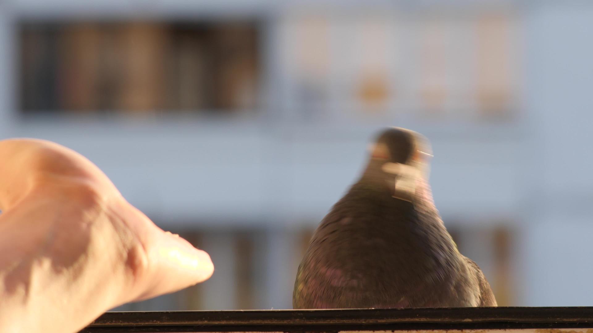 喂鸟鸽子城市里的鸟城市里的野生动物饥饿的动物视频的预览图